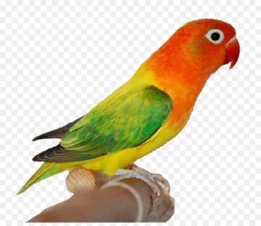 Loro Colorido，Verde PNG