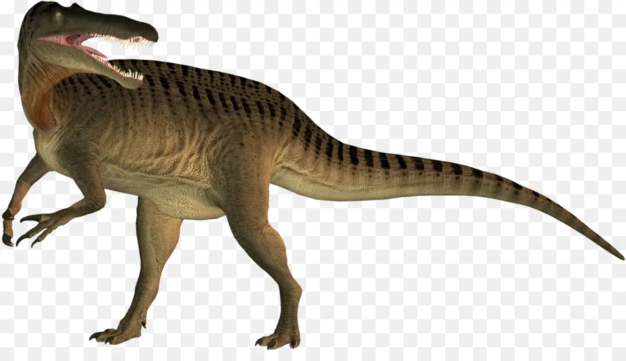 Suchomimus，Tyrannosaurus PNG