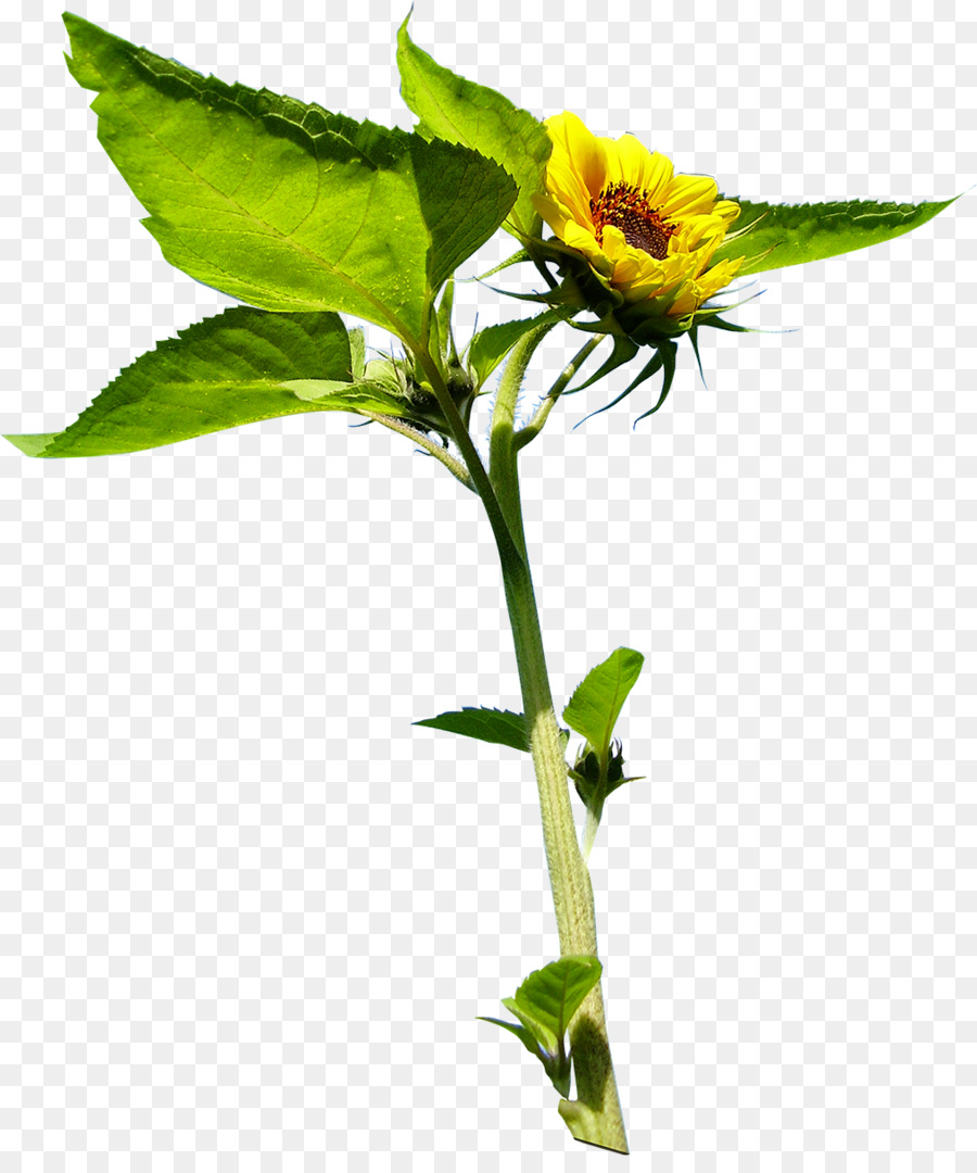 Girasol，Amarillo PNG