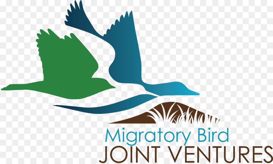 Pájaro，La Migración De Las Aves PNG