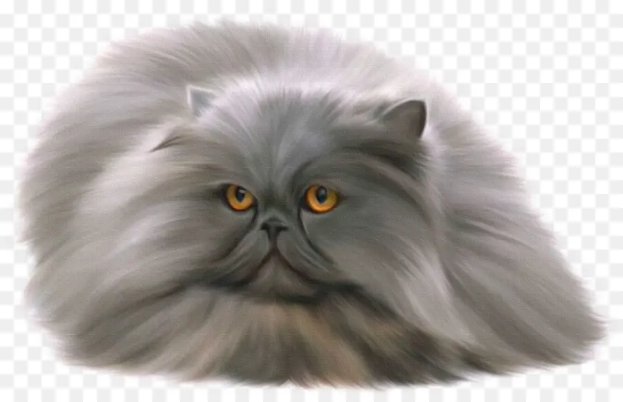 Gato Persa，Ragdoll PNG