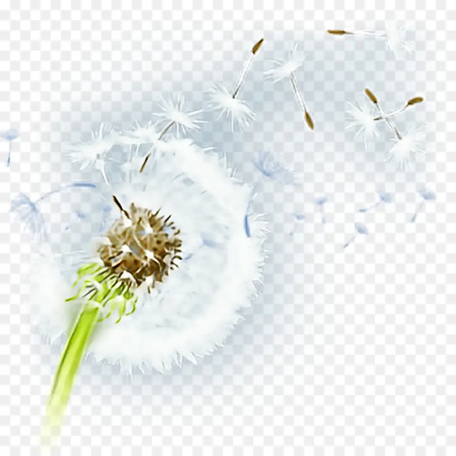 Flor，Fondo De Escritorio PNG