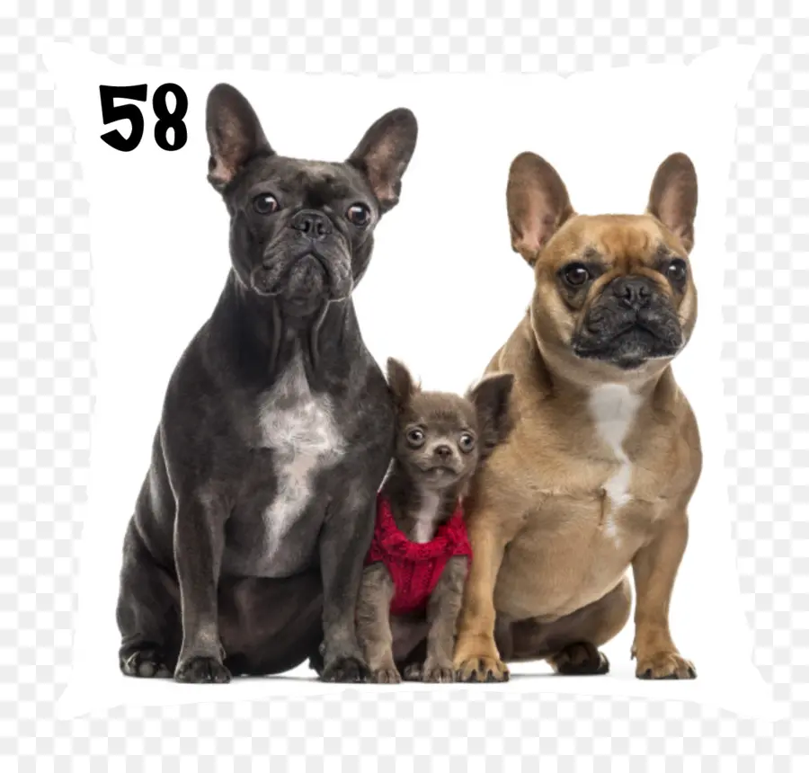 Tres Perros，Grupo PNG