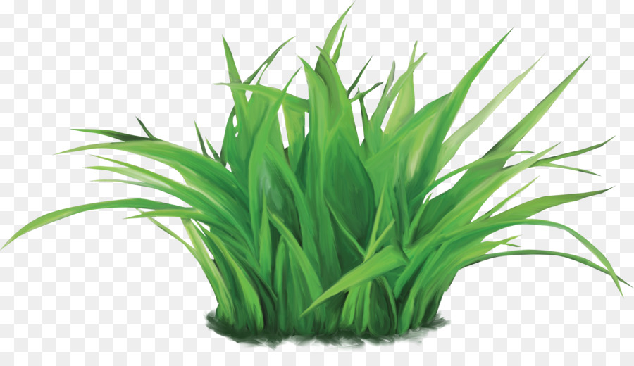 Césped，Naturaleza PNG