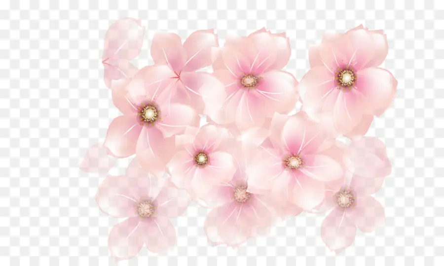 Flores，Florecer PNG