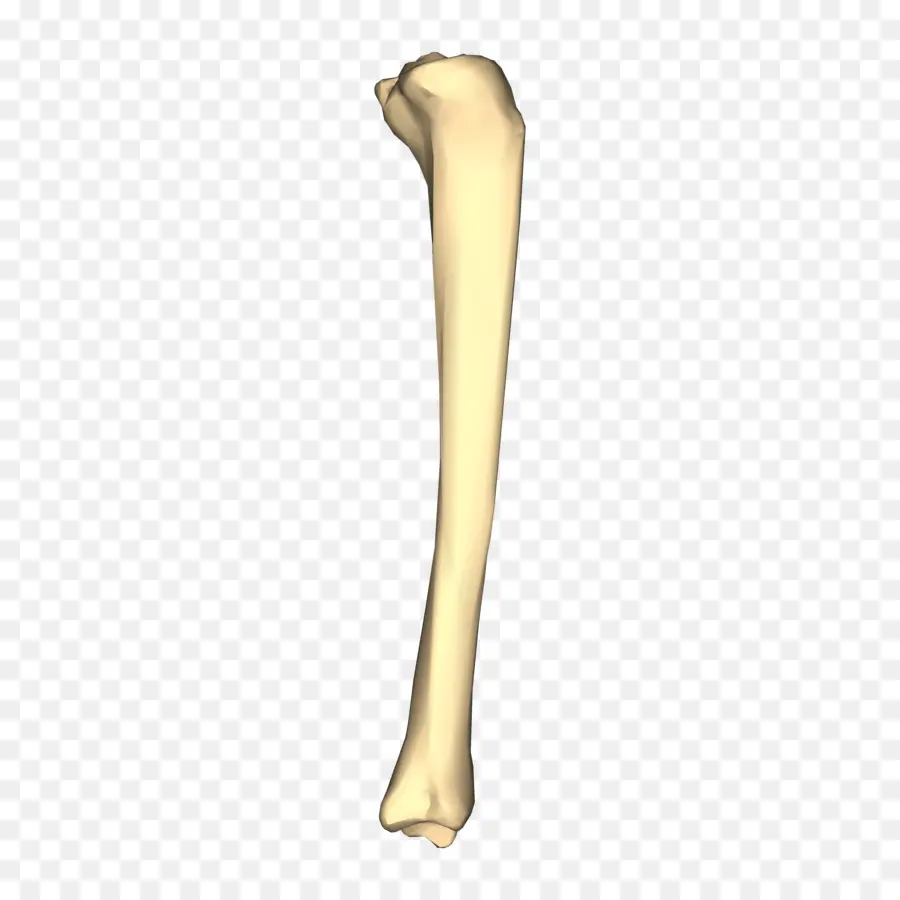 Tibia，Hueso PNG