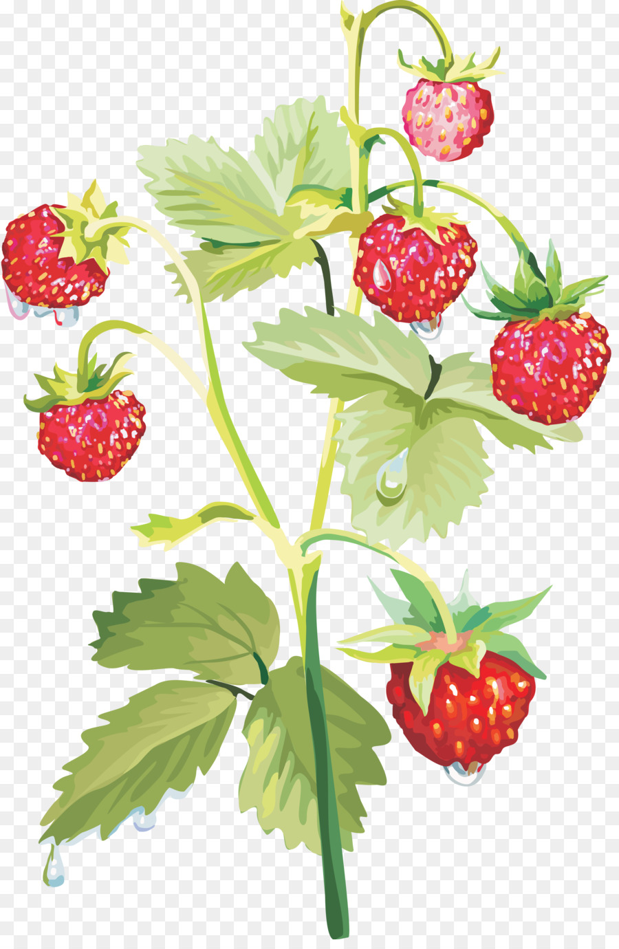 Planta De Fresa，Hojas PNG