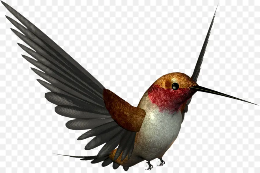 Colibrí，Vuelo PNG