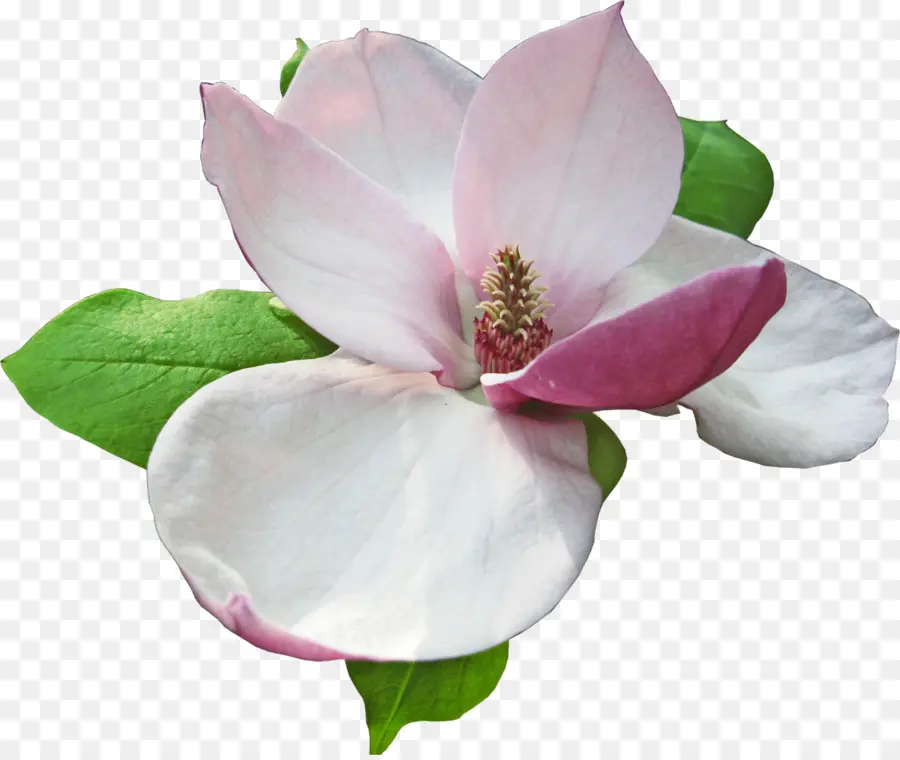 Magnolia，Flor PNG