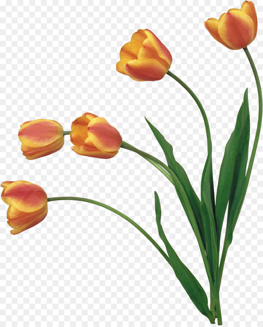 Tulipanes Amarillos，Tulipanes PNG