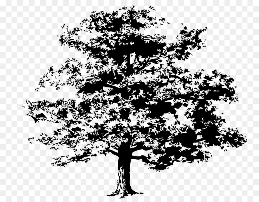 árbol，Quercus Kelloggii PNG