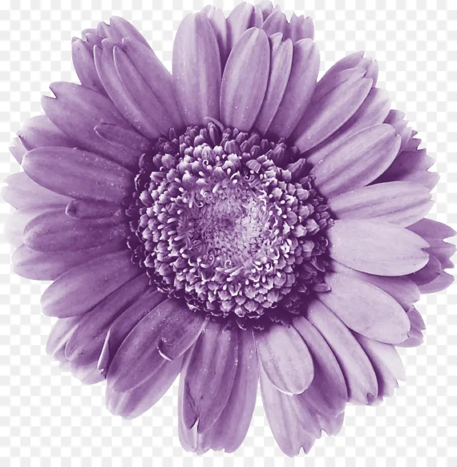 Flor，Florecer PNG