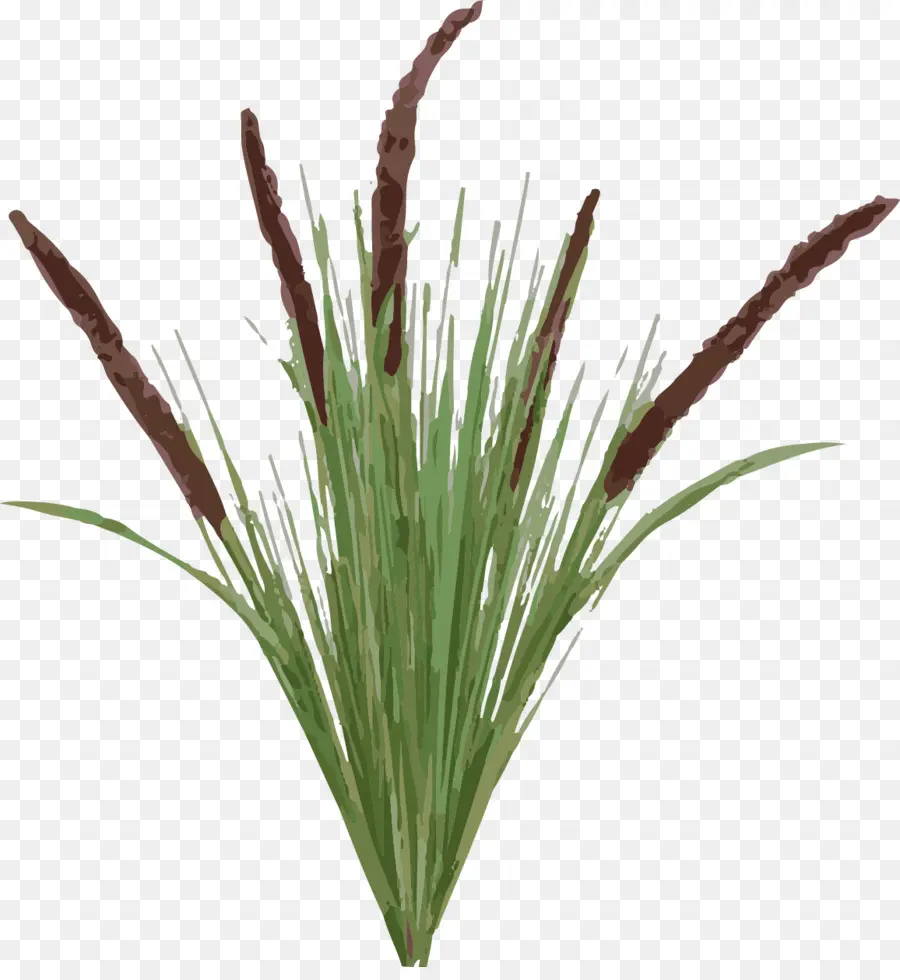 Typha Latifolia，Planta PNG