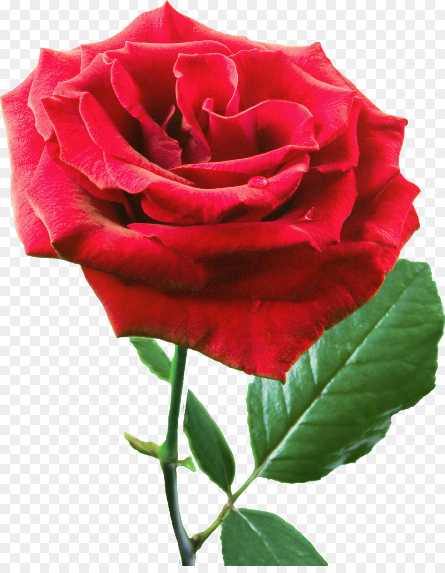 Rosa Roja，Florecer PNG