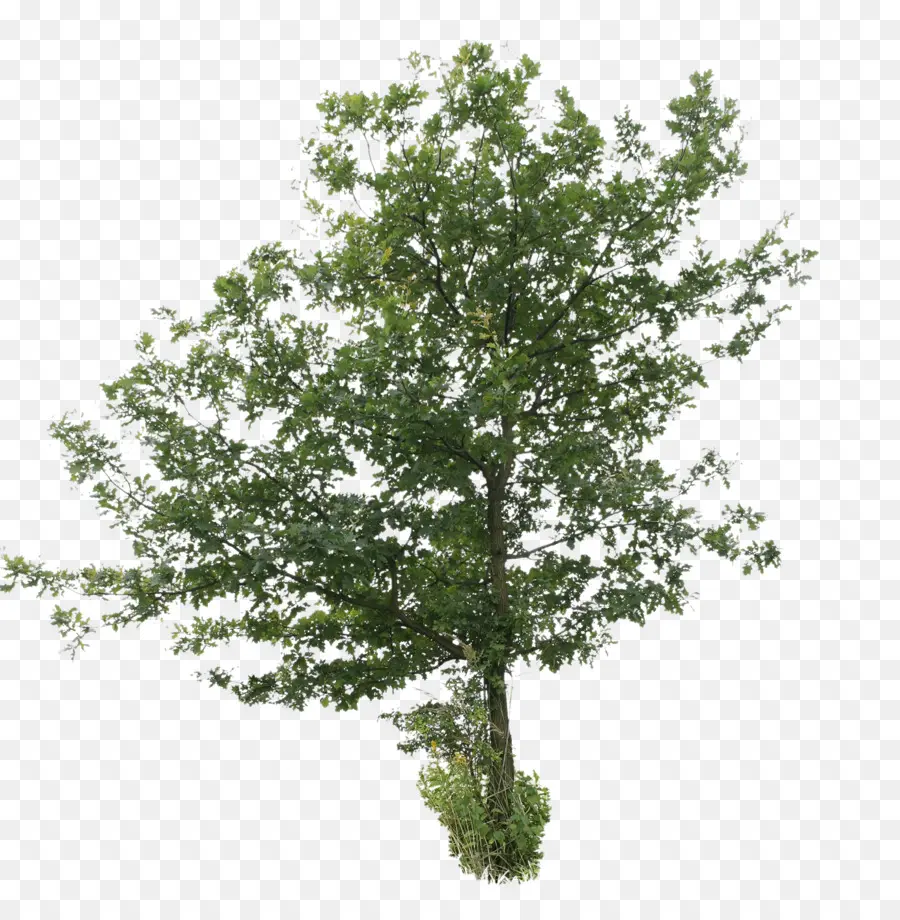 árbol，Roble PNG