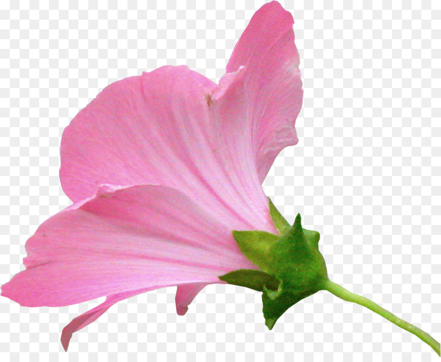 Flor，Pintura PNG