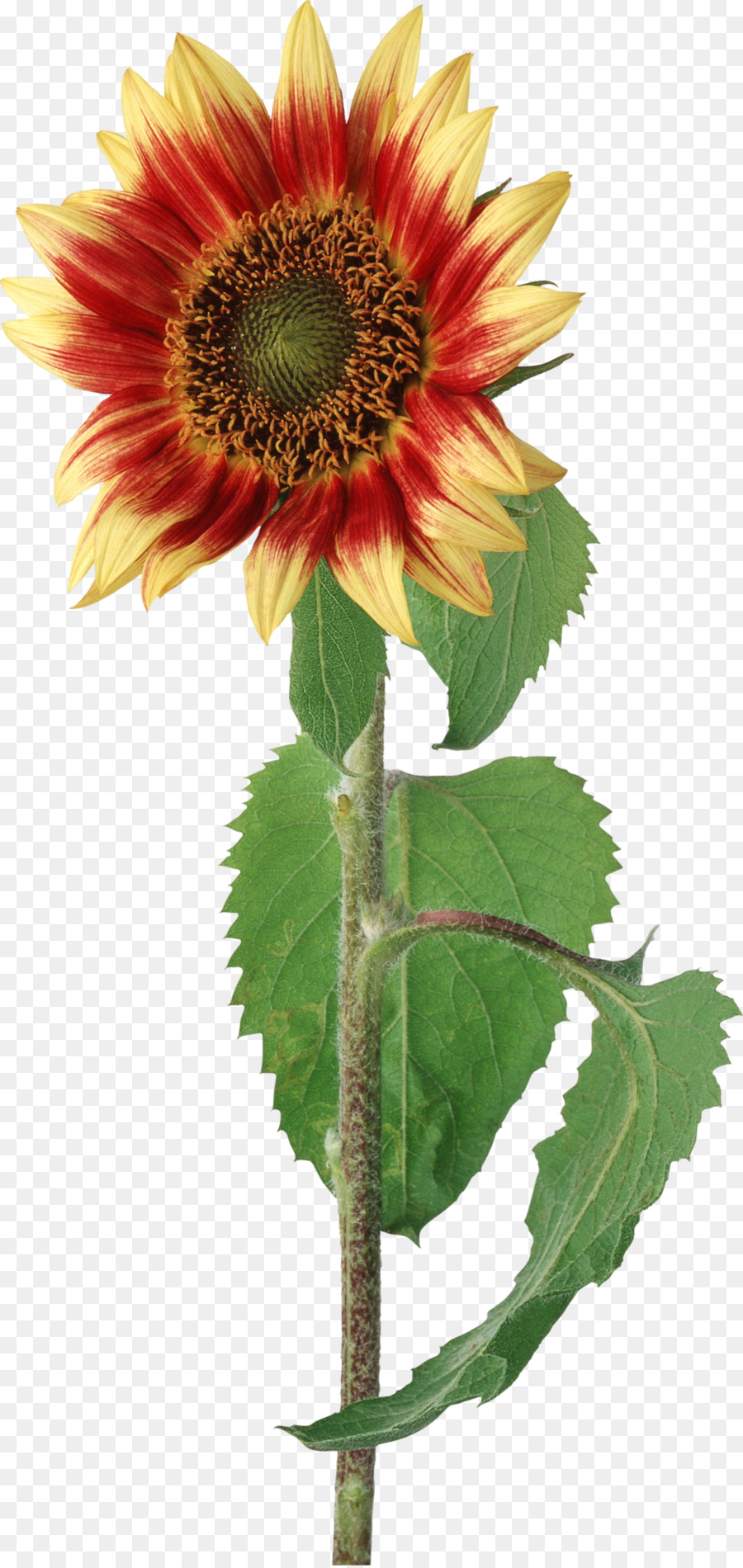 Común De Girasol，Flor PNG