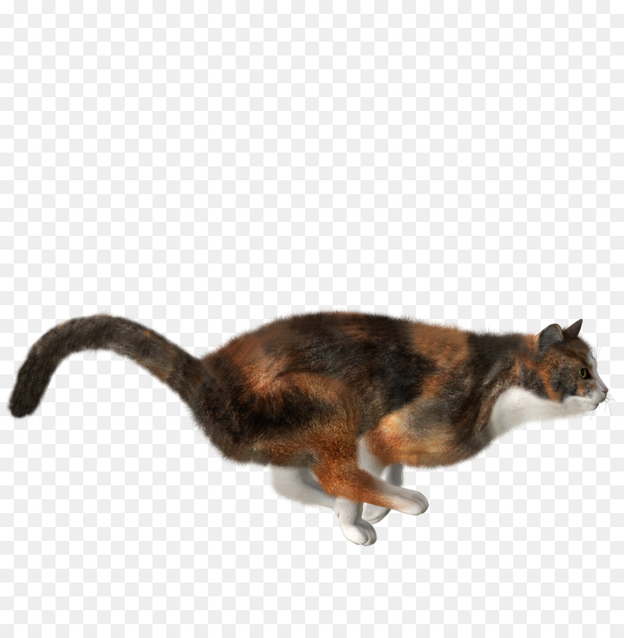 Gato，Mascota PNG