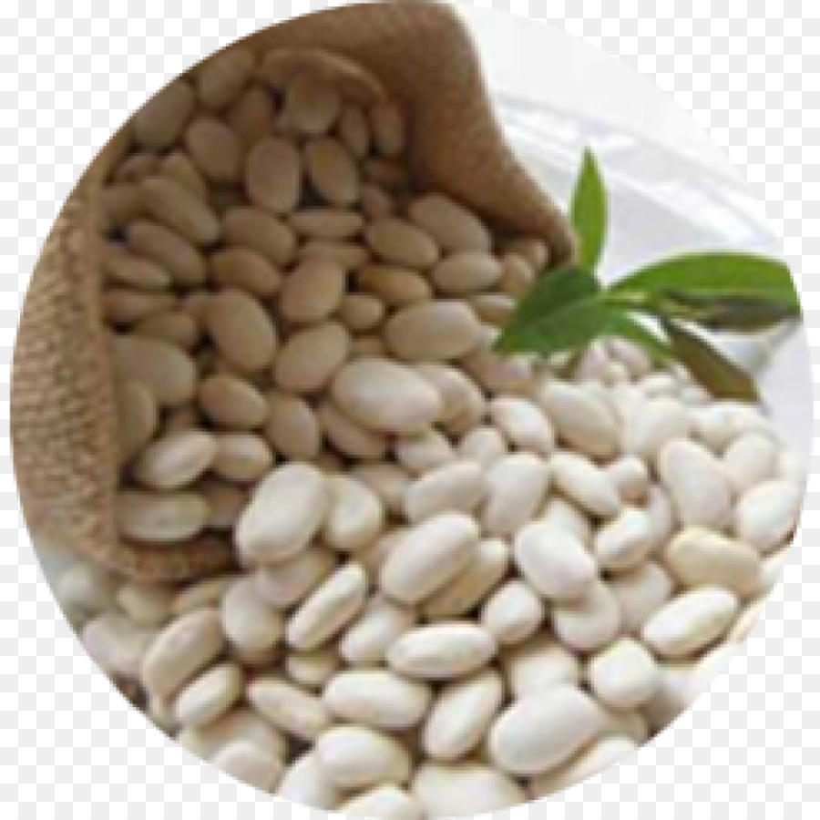 De La Haba De Riñón，Bean PNG