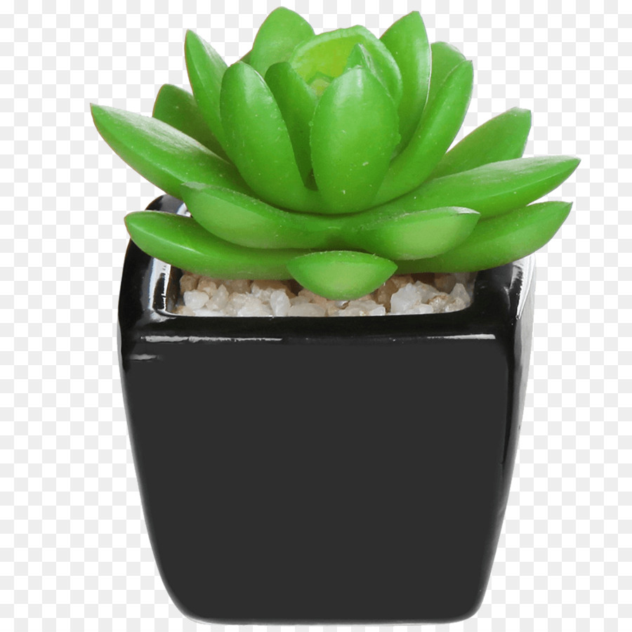 Planta Suculenta，Planta PNG