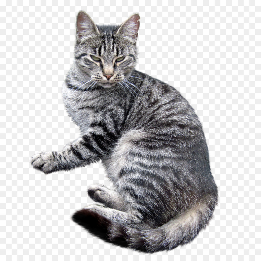 American Shorthair，American Bobtail PNG