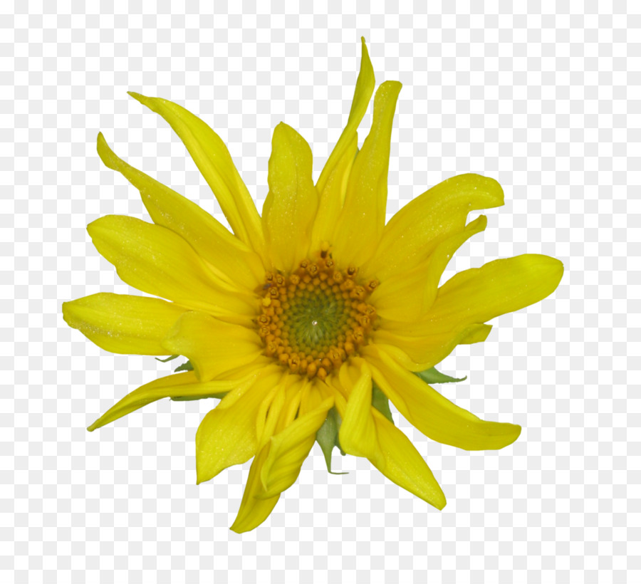 Amarillo，Flor PNG