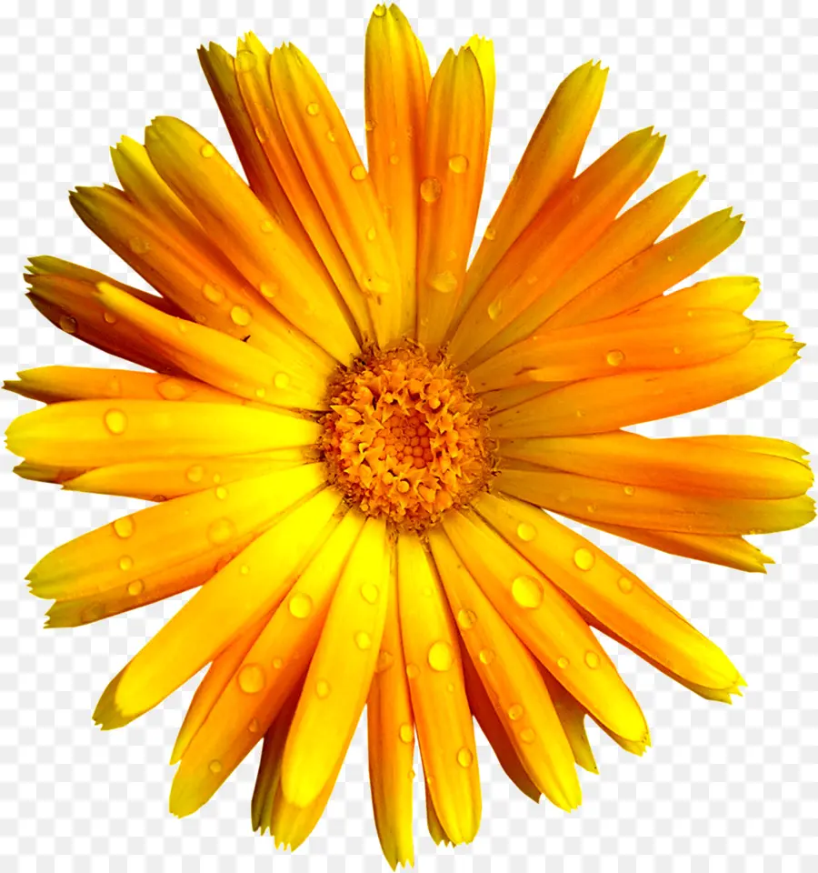 Flor，Florecer PNG