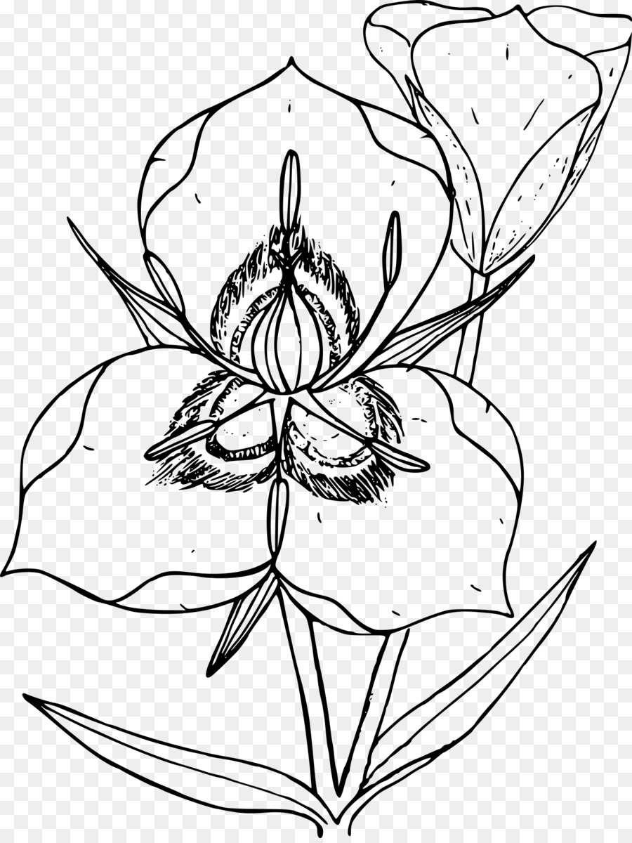 Flor，Florecer PNG