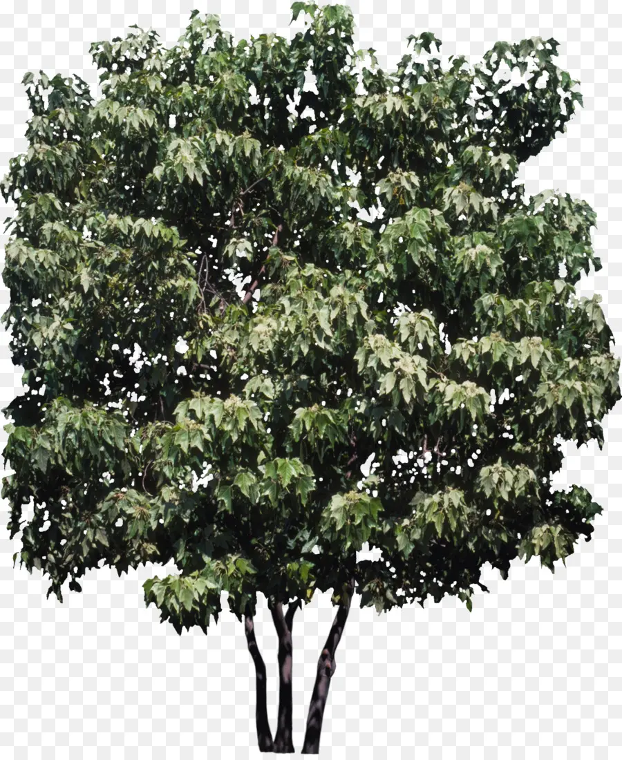 Kukuma，árbol PNG