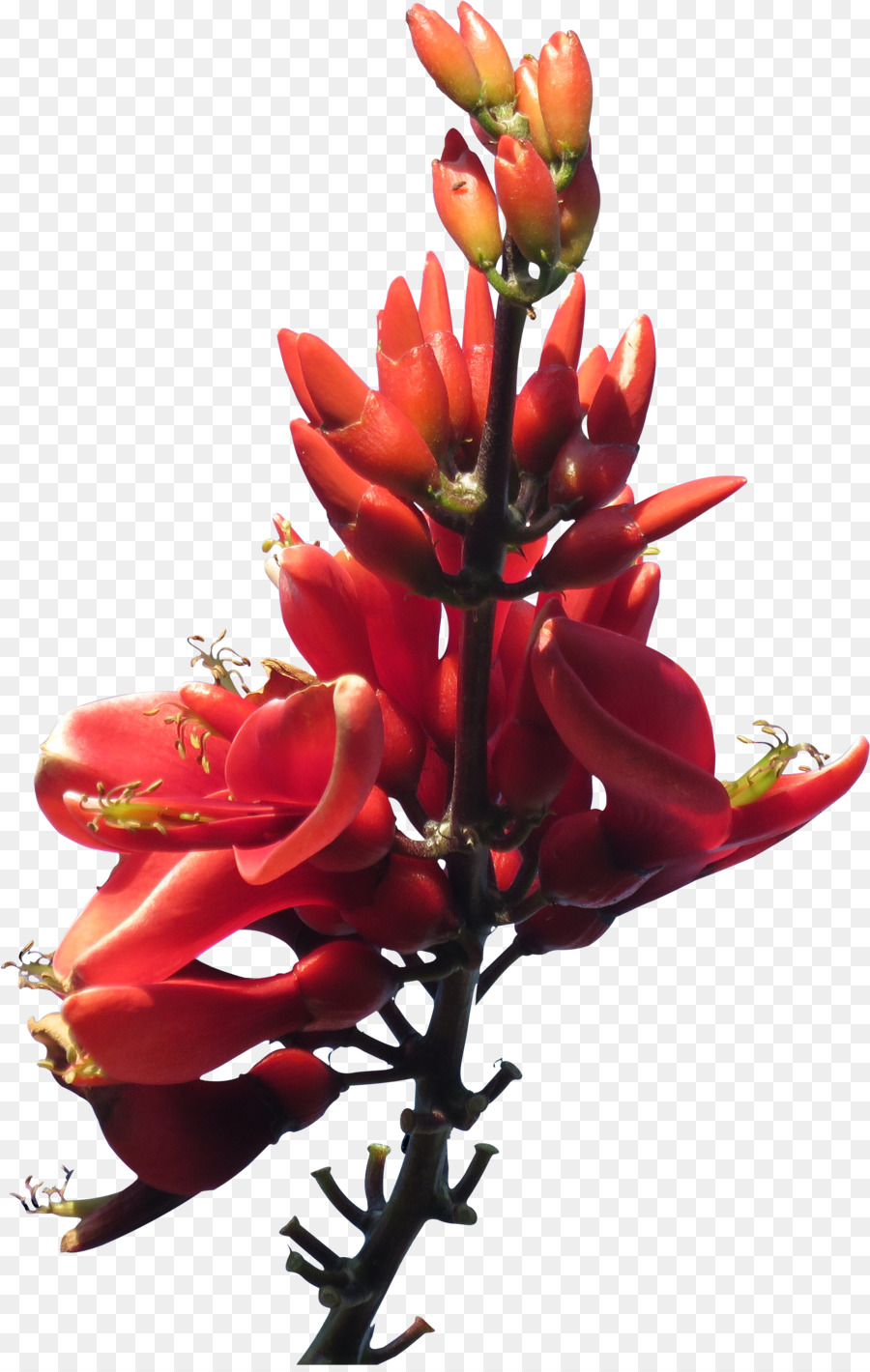 Rojo，Flor PNG