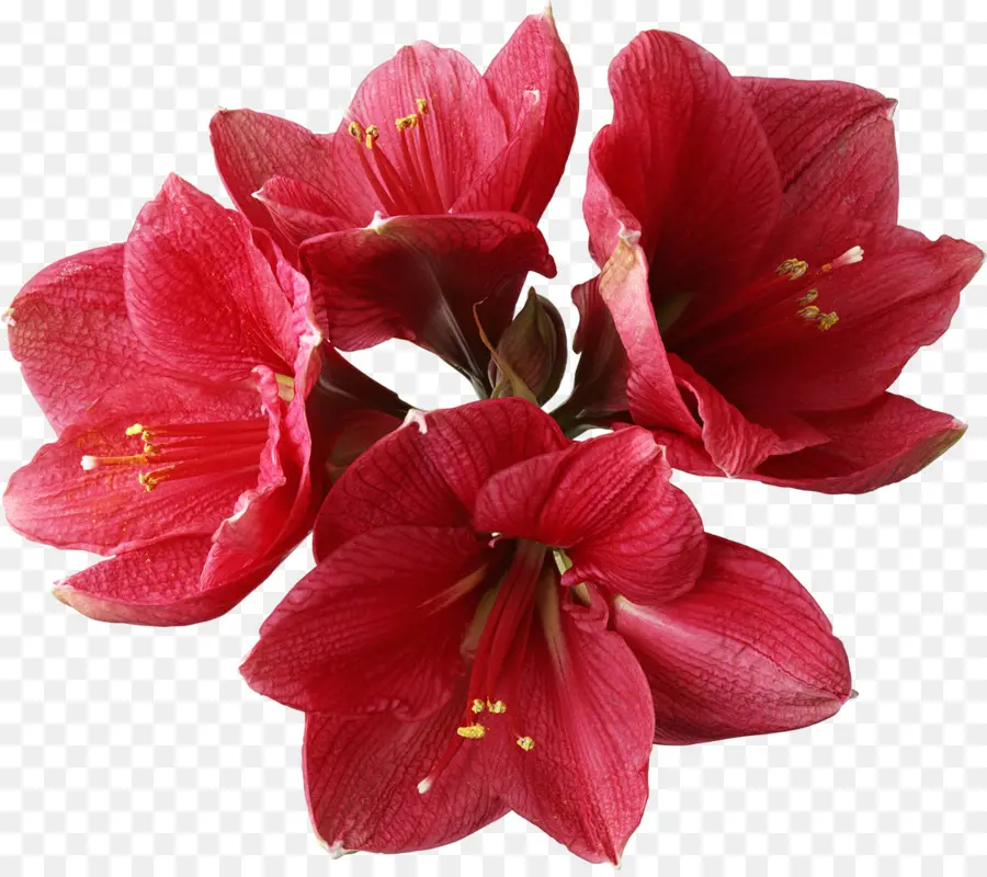 Amarilis，Flor PNG