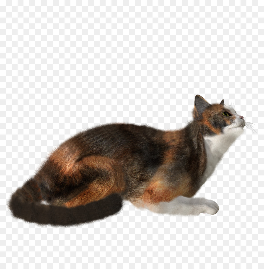 Gato，Mascota PNG