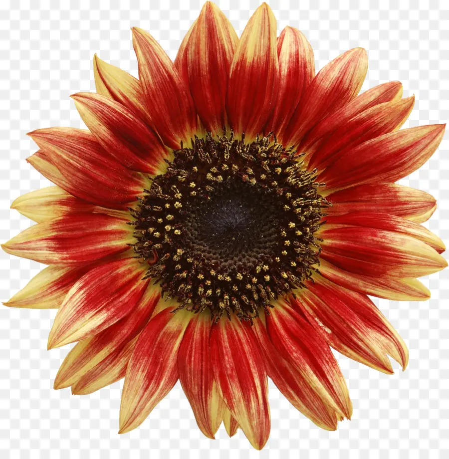 Común De Girasol，Red De Girasol PNG