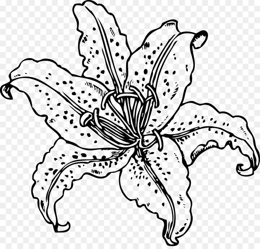 Tiger Lily，Libro Para Colorear PNG