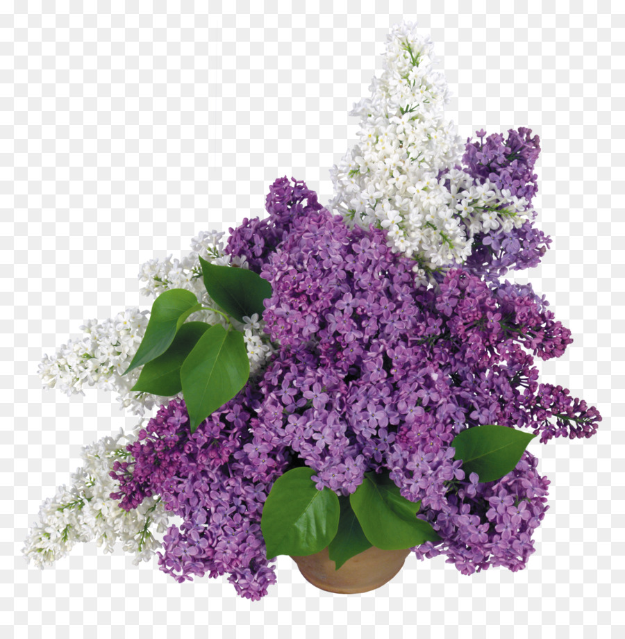 Flores Lilas，Ramo PNG