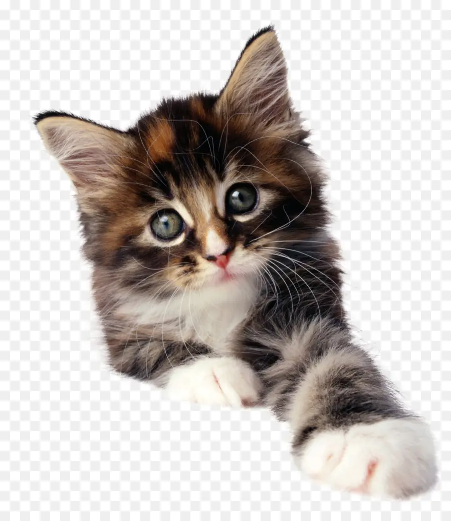 Gatito，Cuidado De Mascotas PNG