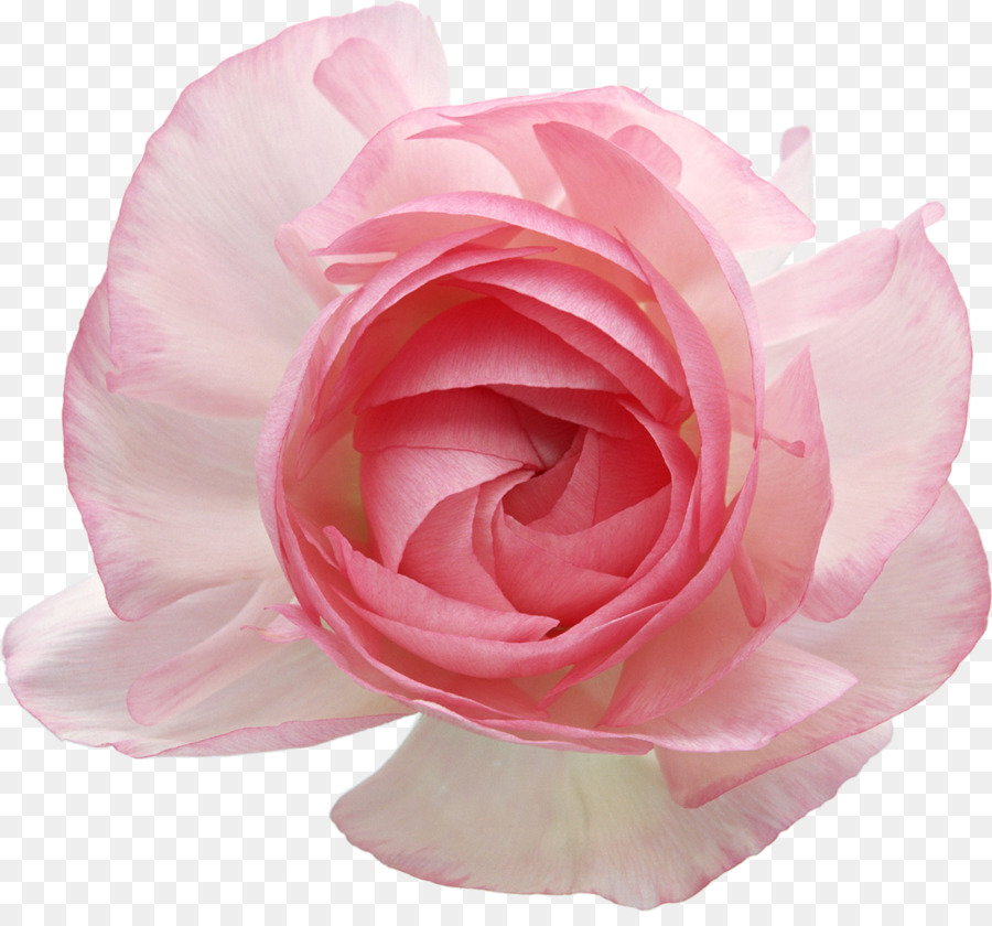 Todavía Vida De Rosas De Color Rosa，Las Rosas De Jardín PNG