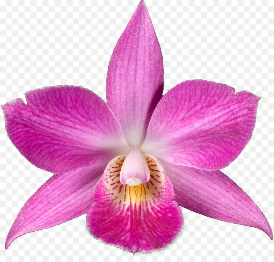 Orquídea，Planta PNG