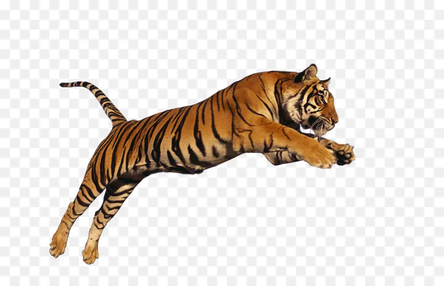 Postscript Encapsulado，Tigre Siberiano PNG