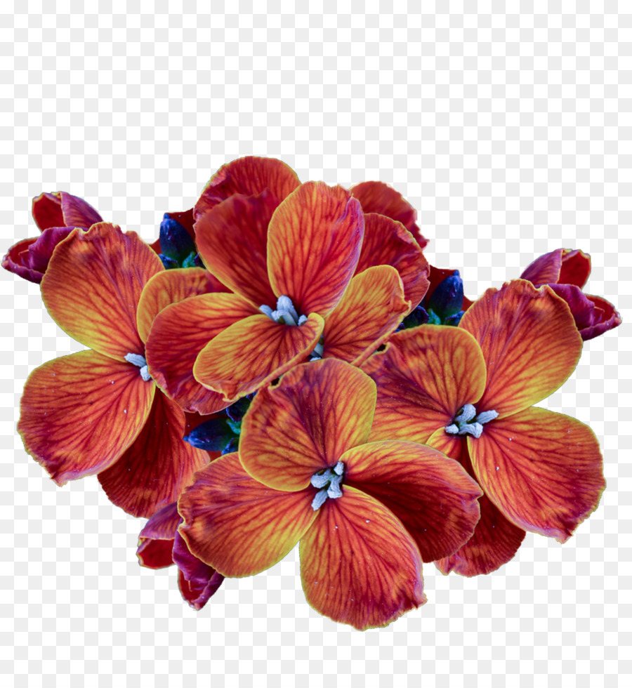 Flor，Pétalo PNG