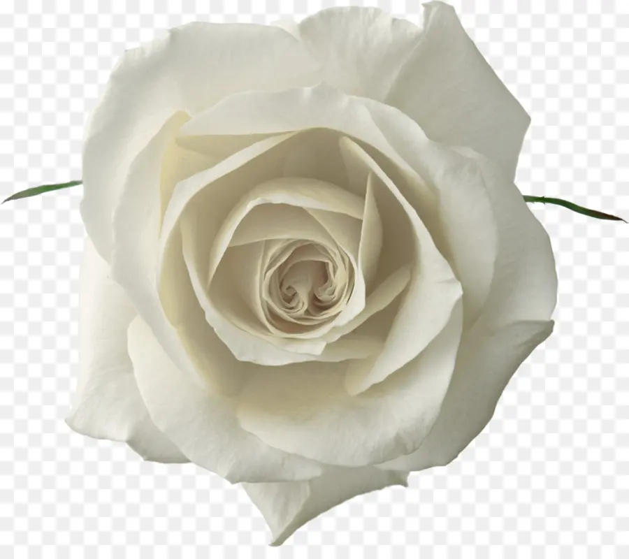 Rosa Blanca，Flor PNG