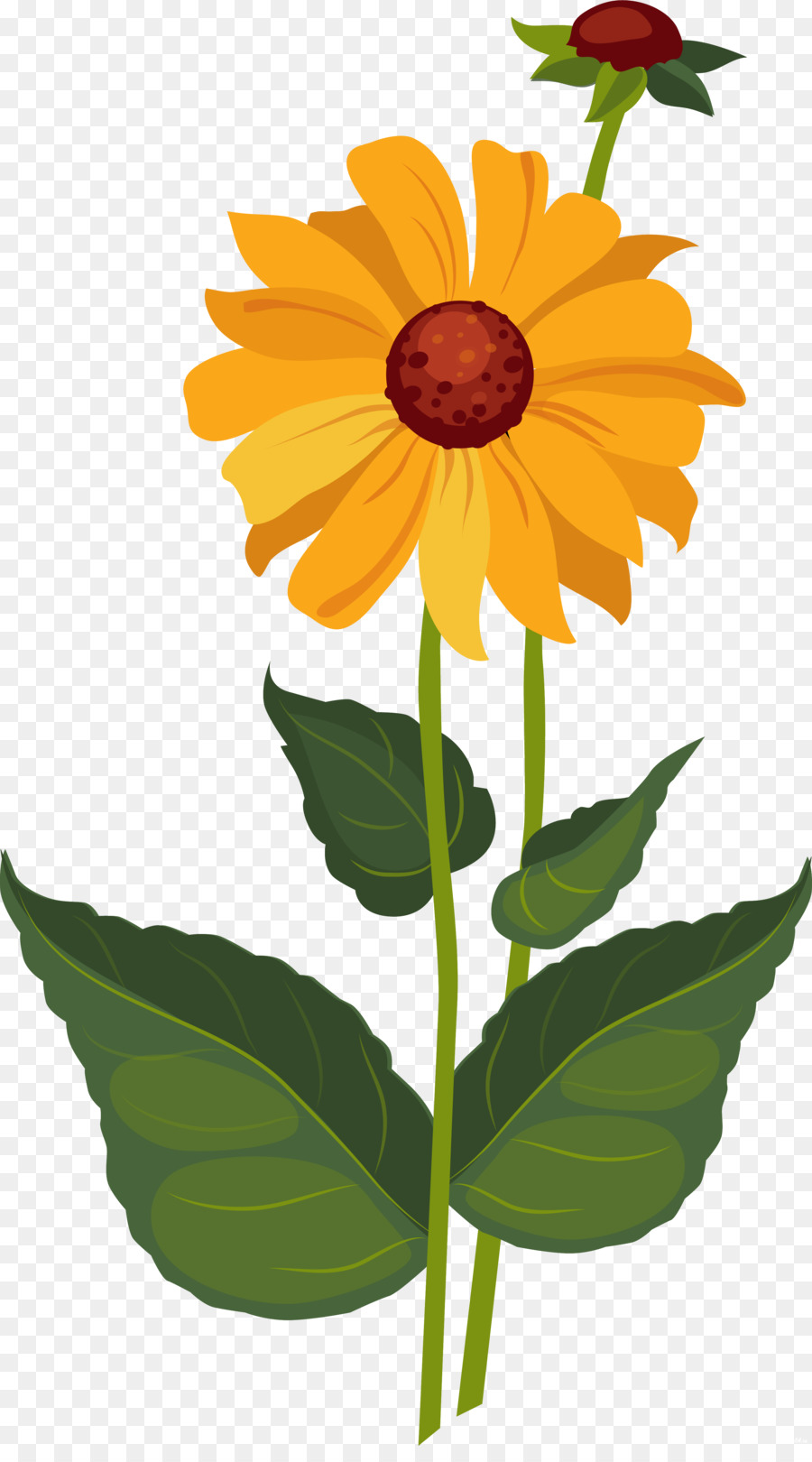 Común De Girasol，Dalia PNG