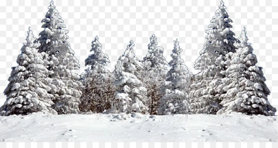 árboles Nevados，Invierno PNG