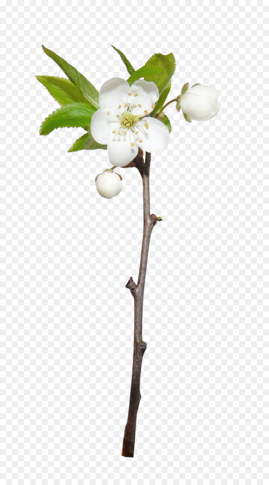 Flor Blanca，Florecer PNG