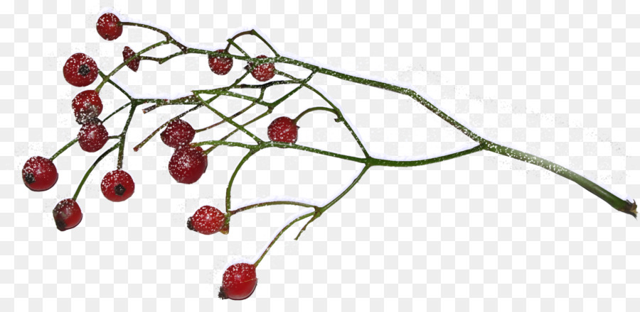 Rama，Berry PNG