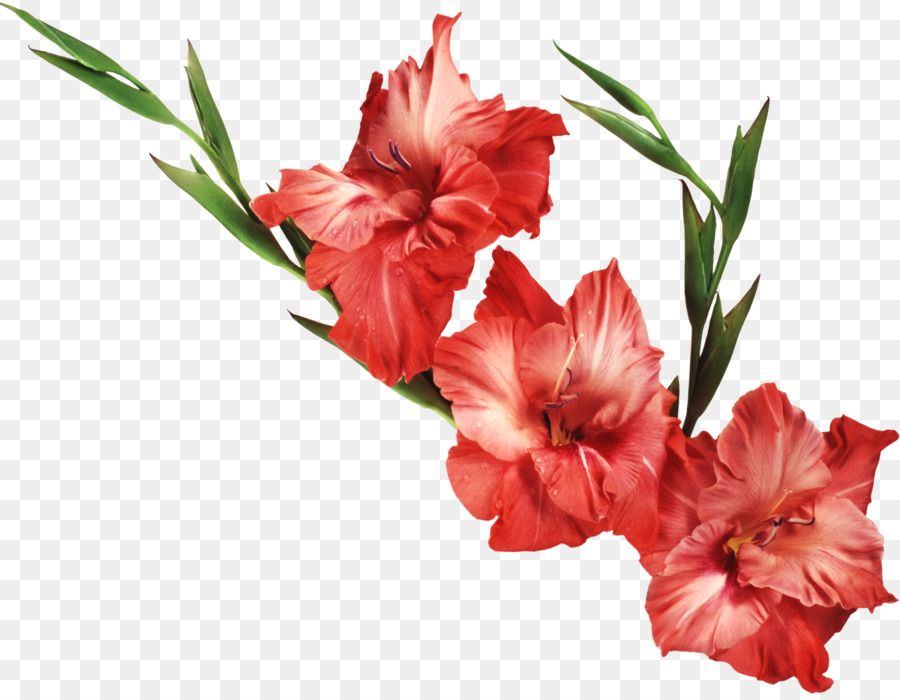 Flores Rojas，Florecer PNG