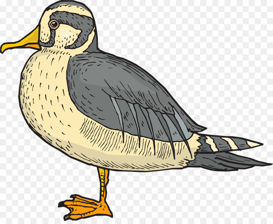 Pájaro，Pato PNG