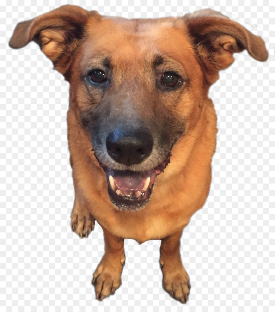 Perro，Cachorro PNG