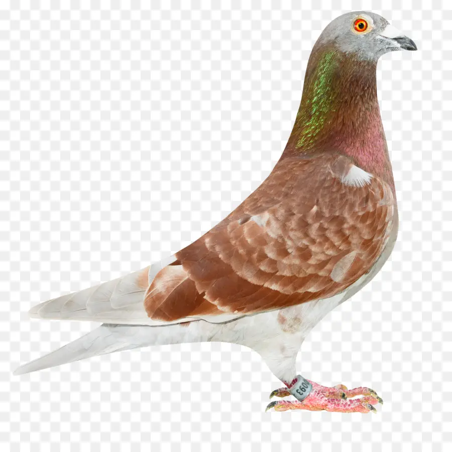 Columbidae，Carreras De Homero PNG