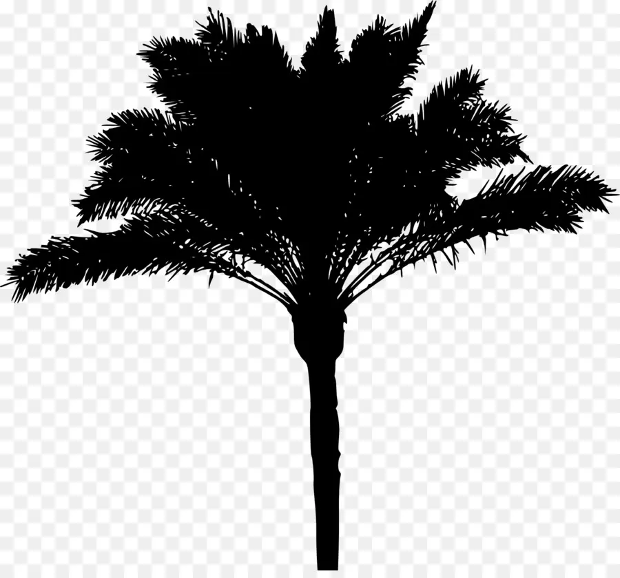 Arecaceae，árbol PNG